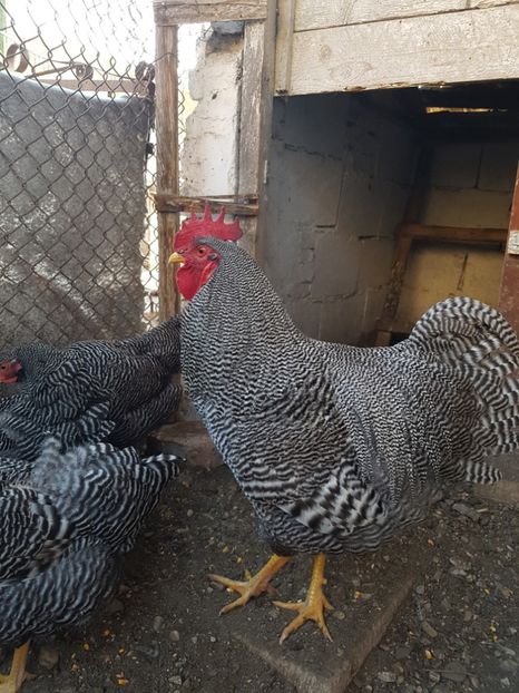  - Playmouth rock barat