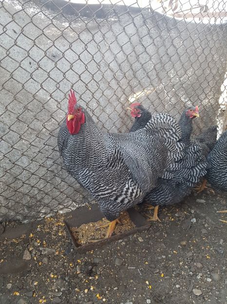  - Playmouth rock barat