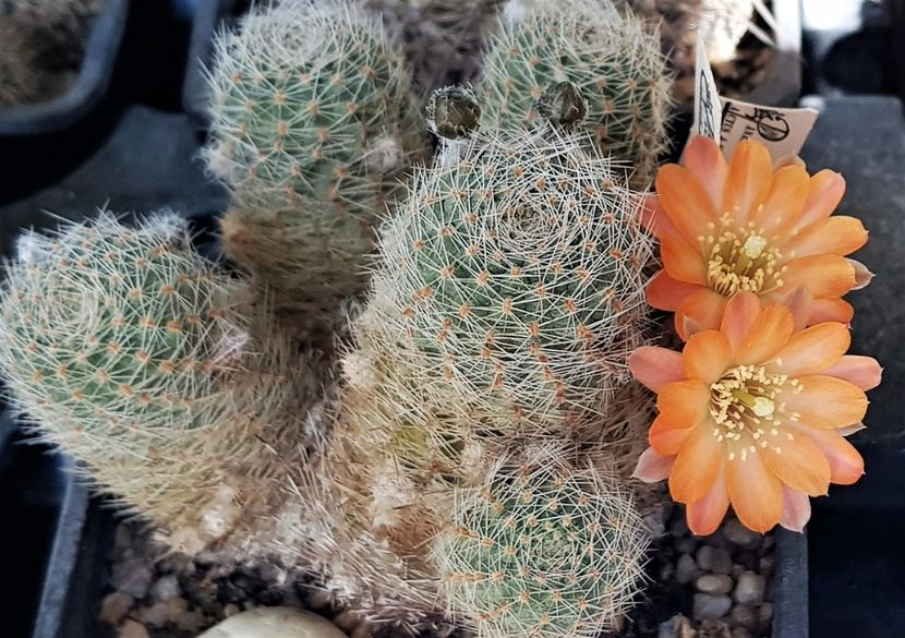  - Cactusi si suculente