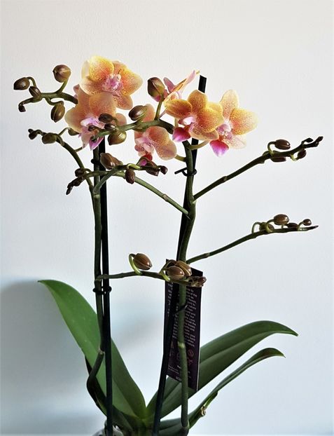 SUNNY SMELL - Phalaenopsis 1