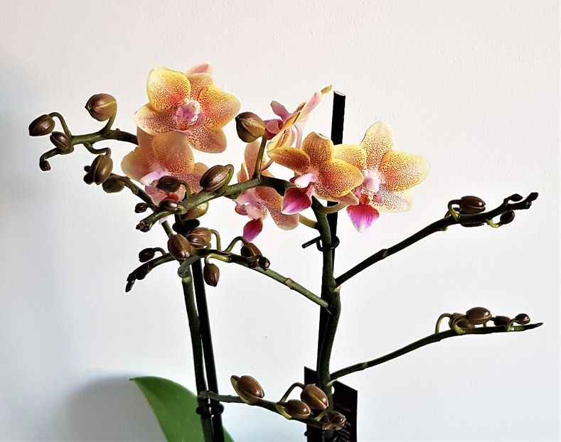  - Phalaenopsis 1