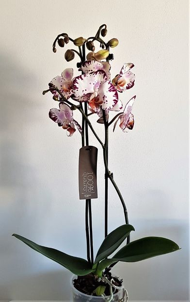 Bernadeta - Phalaenopsis 1