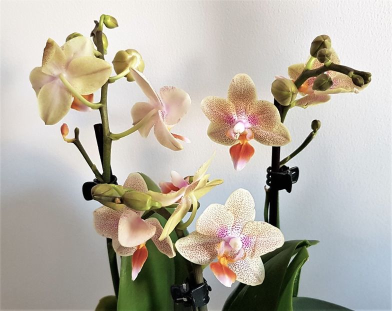 IVOORKUST - Phalaenopsis 1