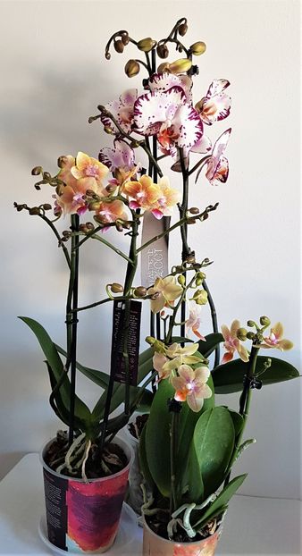  - Phalaenopsis 1