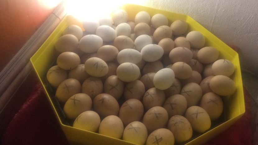 9.04.2020 - Incubator-2020