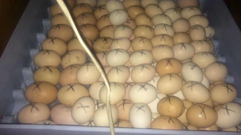 1.04.2020 - Incubator-2020