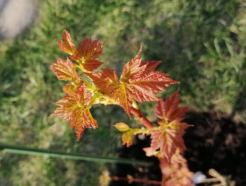 Acer rubrum Shocking Gold - 2020 Ian feb martie aprilie