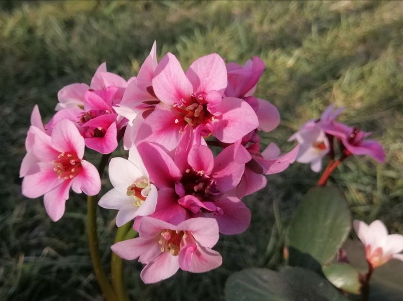Bergenia-Dragonfly-Sakura - 2020 Ian feb martie aprilie