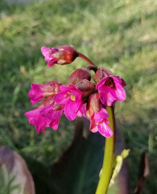 bergenia_wintermarchen - 2020 Ian feb martie aprilie