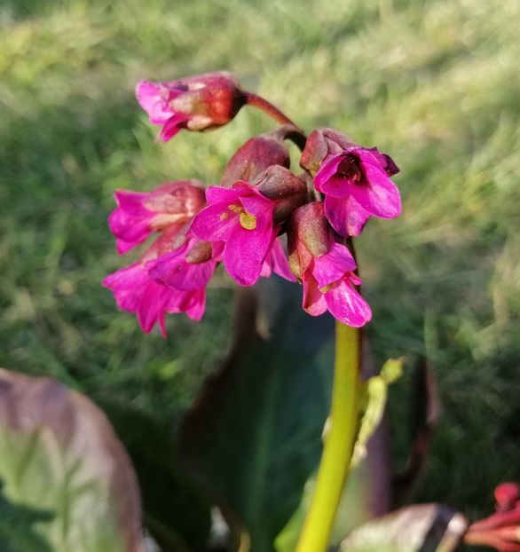 bergenia_wintermarchen - 2020 Ian feb martie aprilie