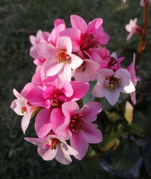 Bergenia-Dragonfly-Sakura - 2020 Ian feb martie aprilie