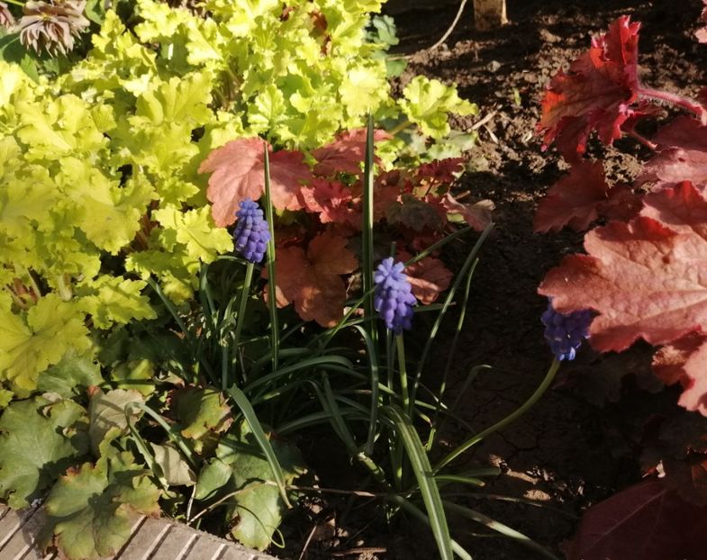  - 2020 Ian feb martie aprilie