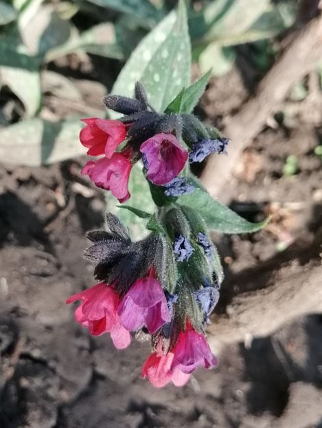 pulmonaria raspberry splash - 2020 Ian feb martie aprilie