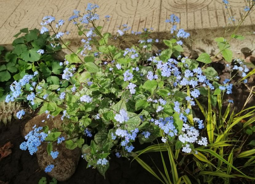 9 04 Brunnera macrophylla Jack Frost - 2020 Ian feb martie aprilie
