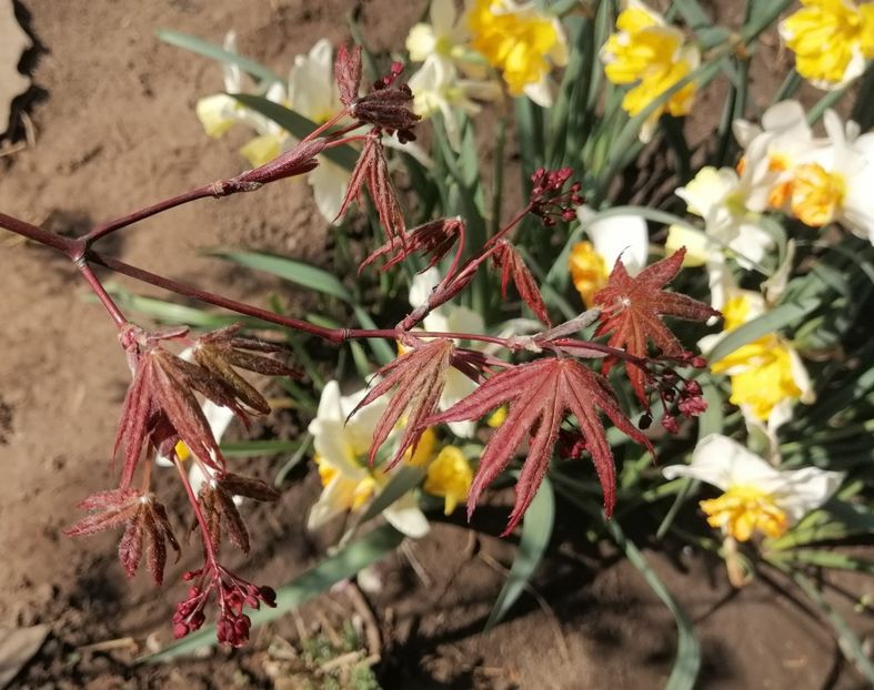 Acer palmatum corallinum - 2020 Ian feb martie aprilie