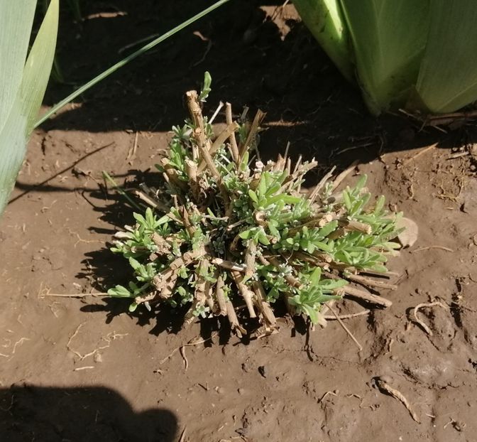lavanda...tunsa bine  :) - 2020 Ian feb martie aprilie
