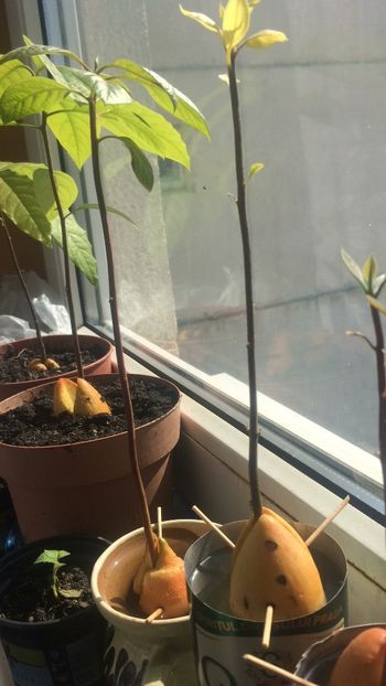 Puieti Avocado - Plante Exotice