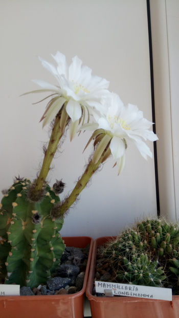 10.04.2020 - Echinopsis subdenudata