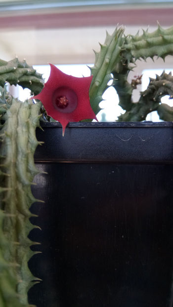 10.04.2020 - Huernia schneideriana