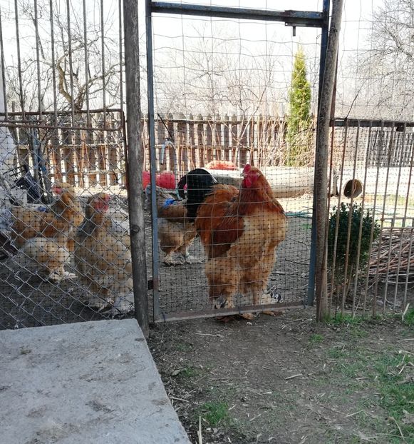  - Brahma Columbia Galben-Negru 2019-2020