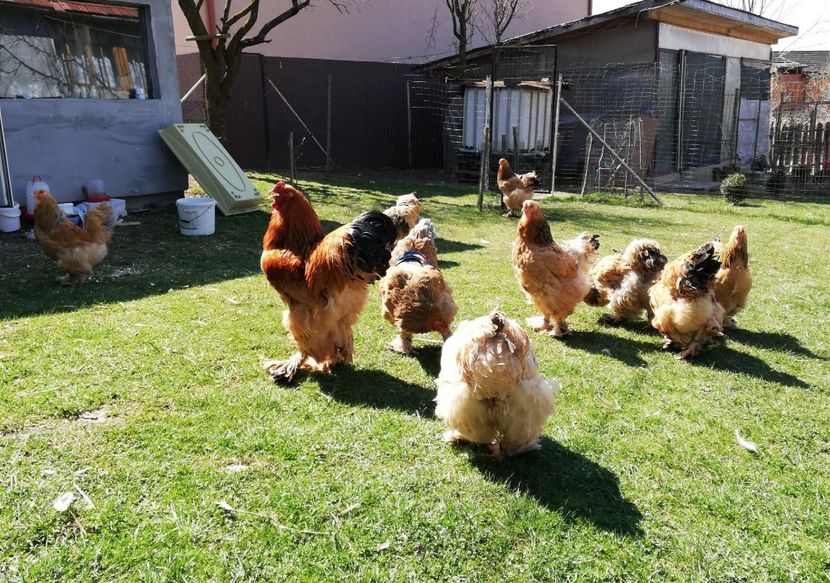  - Brahma Columbia Galben-Negru 2019-2020