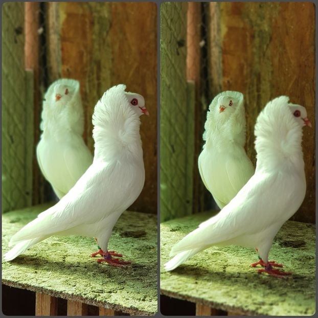 PhotoCollage_1586007732366 - Capucini