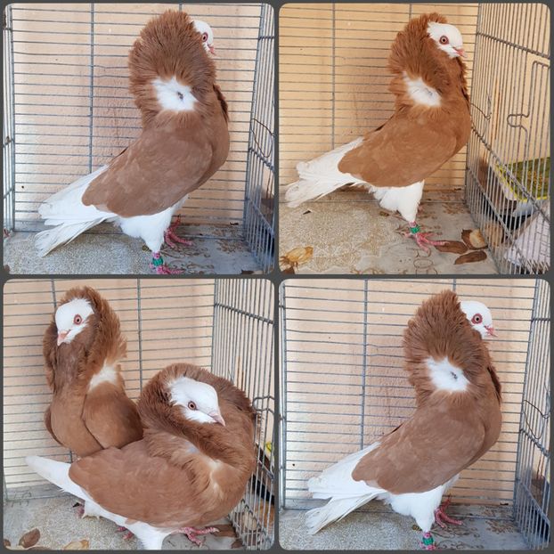 PhotoCollage_1584894922275 - Capucini