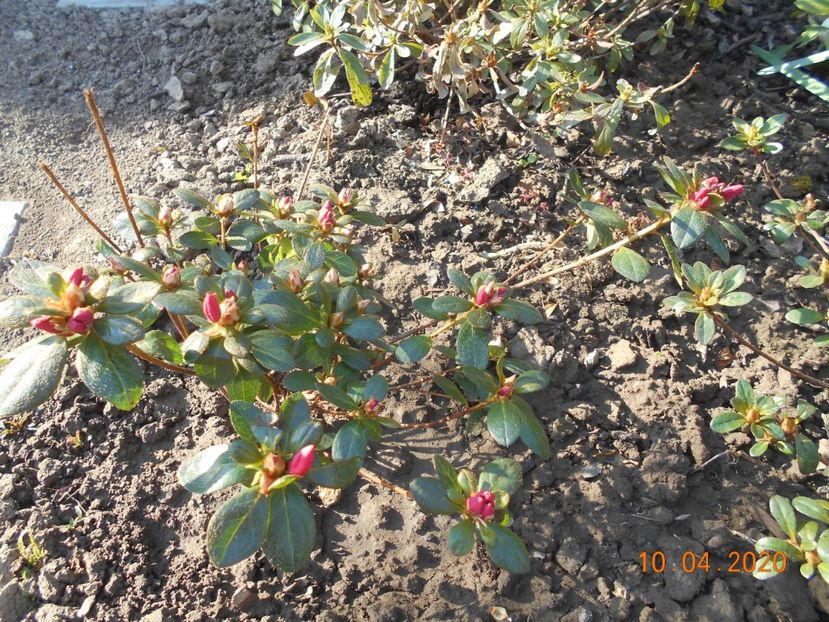 Azalea japonica Florida - 1Azalee-rhododendroni-heleborusi-hortensii-hoste 2020
