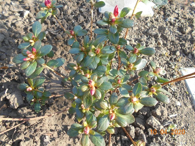  - 1Azalee-rhododendroni-heleborusi-hortensii-hoste 2020