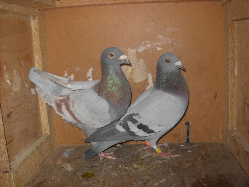  - UNDEVA IN SUCEAVA arhiva