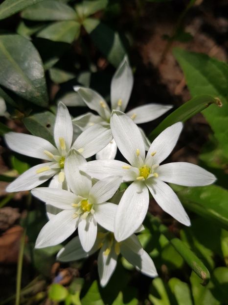  - Spânz helleborus 2020