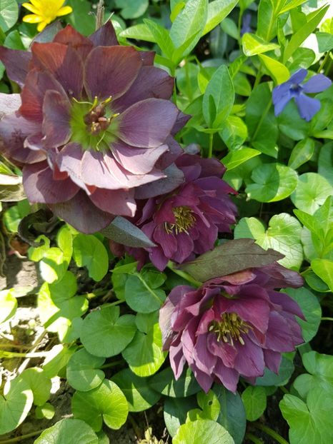  - Spânz helleborus 2020