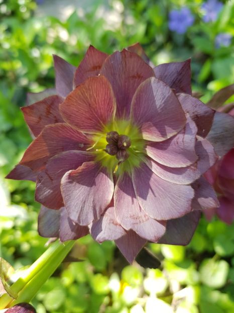  - Spânz helleborus 2020