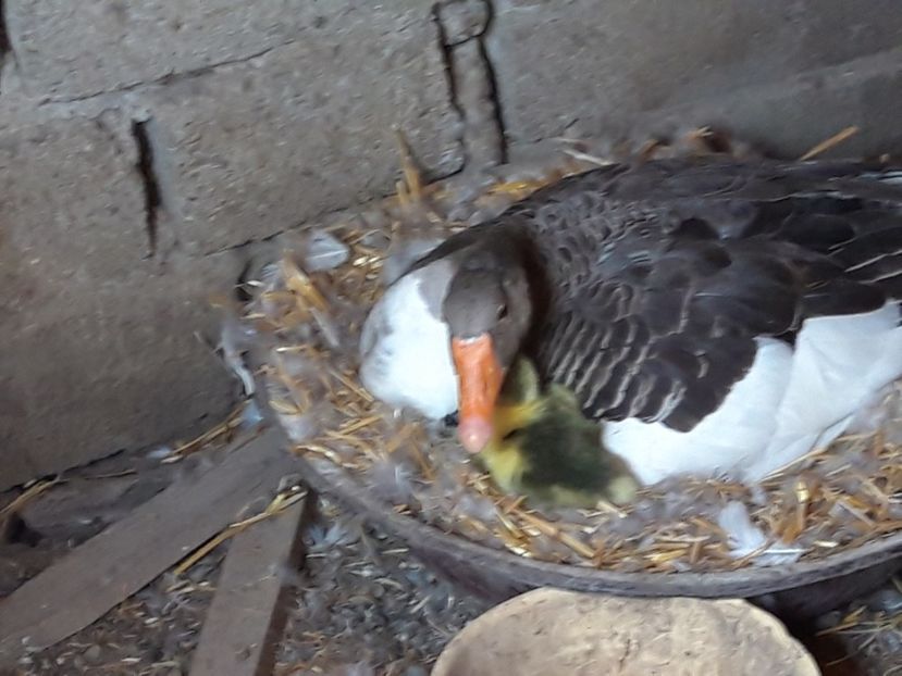  - Primii boboci ai lui Ingrid