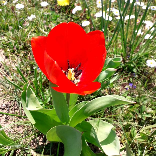  - AAAA_LALELE 2019_2020_2022_2023