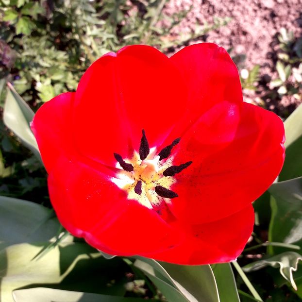  - AAAA_LALELE 2019_2020_2022_2023