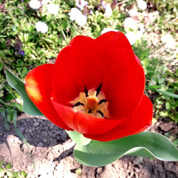  - AAAA_LALELE 2019_2020_2022_2023