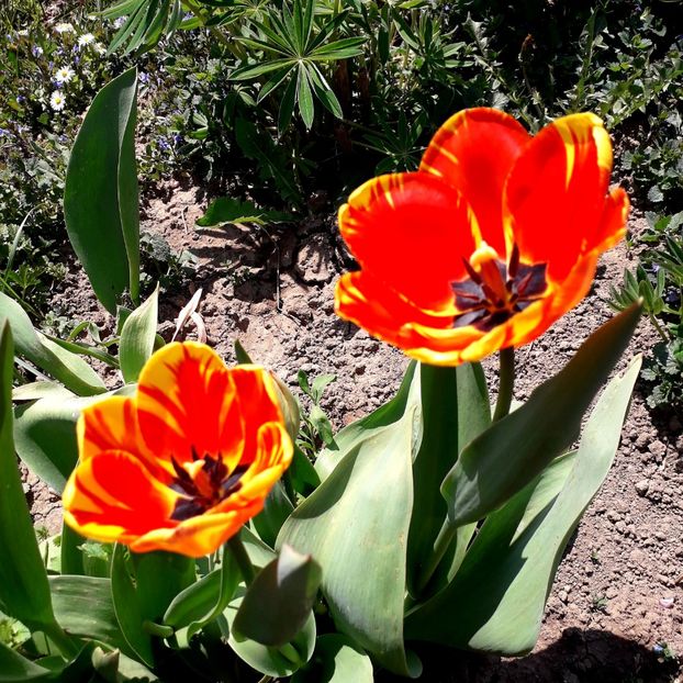  - AAAA_LALELE 2019_2020_2022_2023