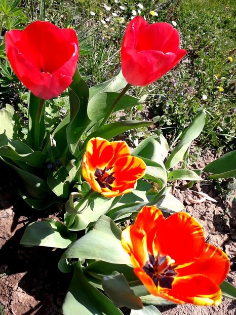  - AAAA_LALELE 2019_2020_2022_2023