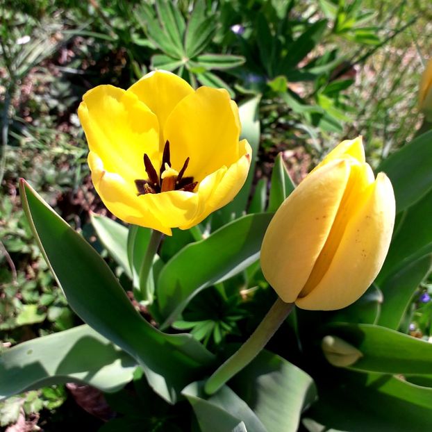  - AAAA_LALELE 2019_2020_2022_2023