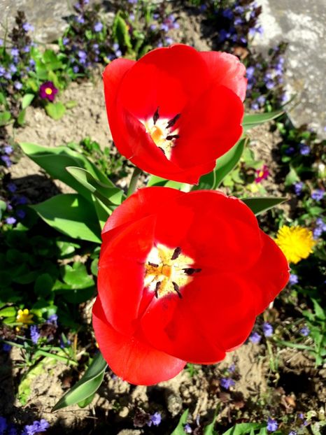  - AAAA_LALELE 2019_2020_2022_2023