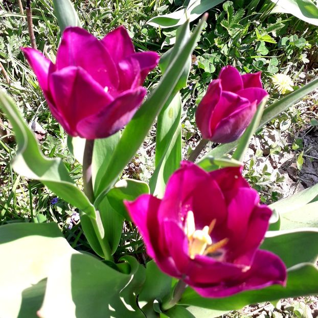  - AAAA_LALELE 2019_2020_2022_2023