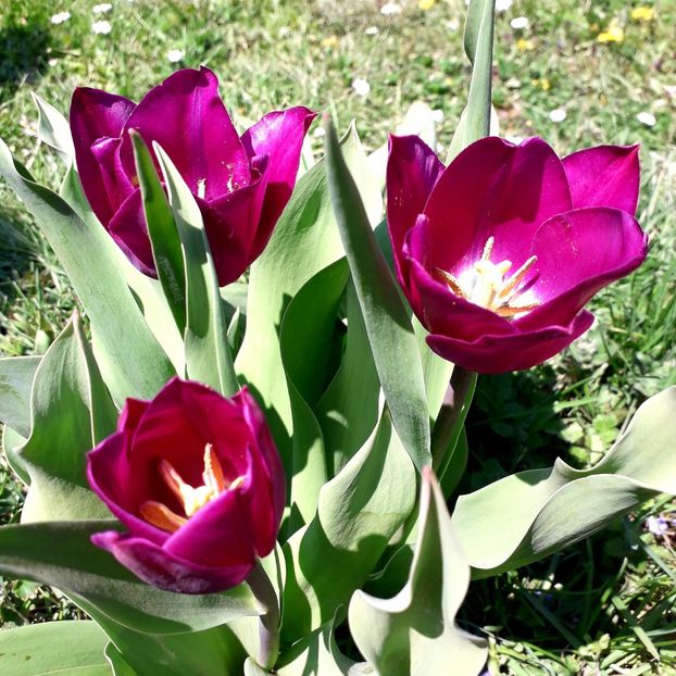  - AAAA_LALELE 2019_2020_2022_2023