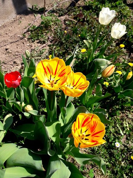  - AAAA_LALELE 2019_2020_2022_2023