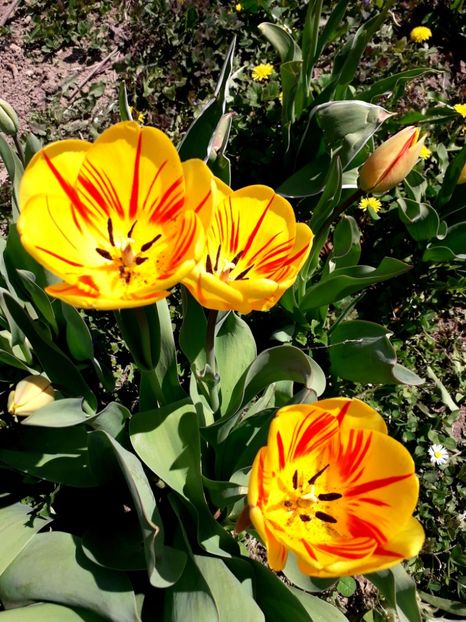  - AAAA_LALELE 2019_2020_2022_2023