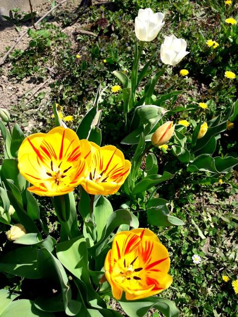  - AAAA_LALELE 2019_2020_2022_2023