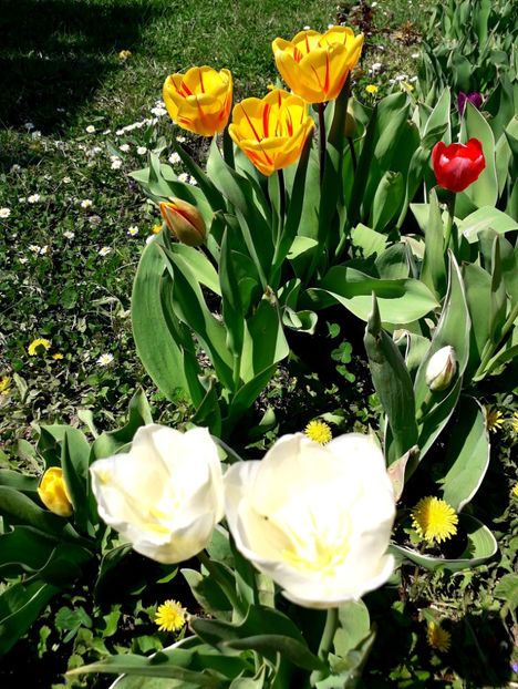  - AAAA_LALELE 2019_2020_2022_2023