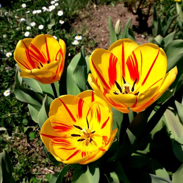  - AAAA_LALELE 2019_2020_2022_2023