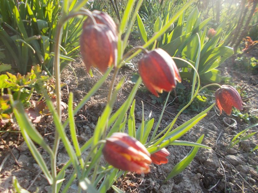  - 2020 Flori de gradina