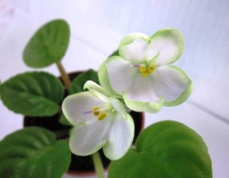 poza net - LE Son Trava